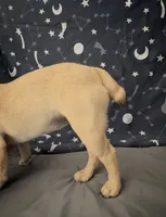 💕 Adorable Pug Boston Terrier Girl, a female Boston Terrier and Pug for sale in Moreno Valley, CA – 4 of 7