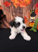 🐾 SHIH TZU × TOY POODLE — SHIH-POO PUPPIES 🐾, a male Shihpoo for sale in Moreno Valley, CA – 3 of 3