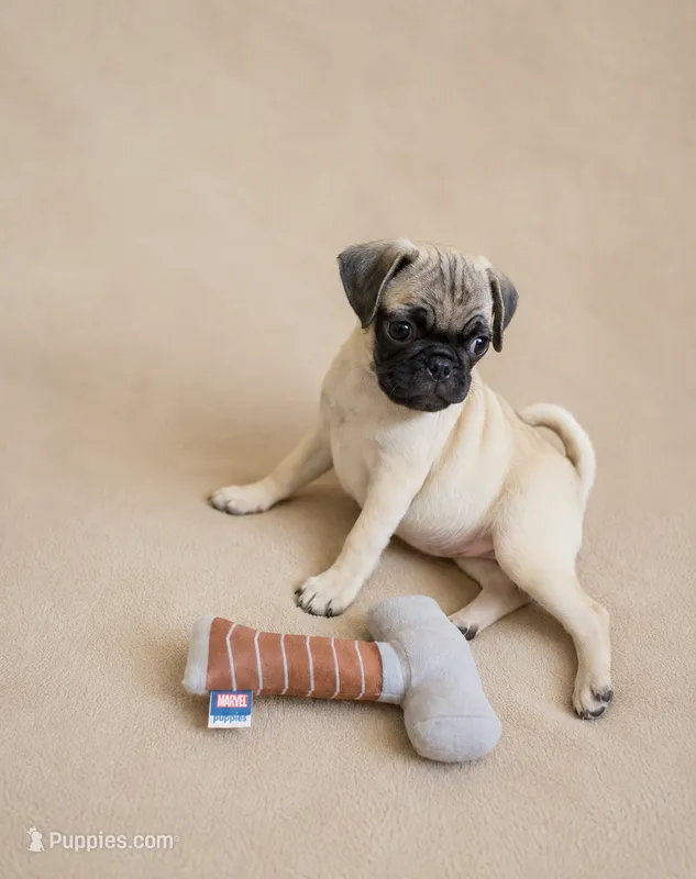 Tiny pug  9 weeks old  – Pug puppy for sale in Moreno Valley, CA