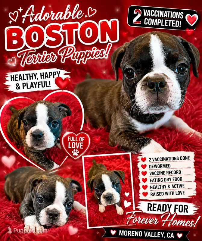 Boston terrier – Boston Terrier puppy for sale in Moreno Valley, CA