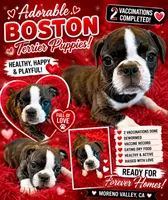 Boston terrier, a female Boston Terrier and Pug for sale in Moreno Valley, CA – 1 of 1