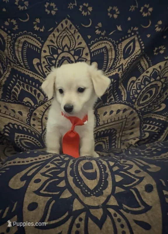 Pomchi boy 2  – Pomchi puppy for sale in Moreno Valley, CA