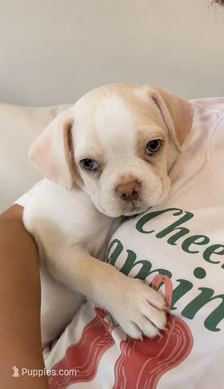 Cream colored Frenchy pug boy 3  – French Bulldog, Pug puppy for sale in Moreno Valley, CA
