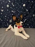 Girl corgi , a female Australian Shepherd and Cardigan Welsh Corgi for sale in Moreno Valley, CA – 5 of 7