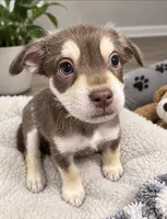 Frenchiepoo Boy , a male French Bulldog and Poodle - Miniature  for sale in Moreno Valley, CA – 1 of 2