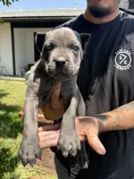 ICCF Registered Cane Corso Male #2, a male Cane Corso for sale in Moreno Valley, CA – 2 of 5