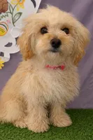 Bella 02, a female Maltese and Poodle - Toy  for sale in Moreno Valley, CA – Photo 2 of 3