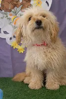 Bella 02, a female Maltese and Poodle - Toy  for sale in Moreno Valley, CA – Photo 3 of 3