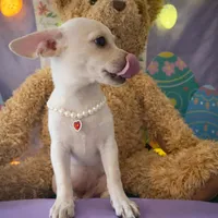 Olivia , a female Chihuahua and Miniature Dachshund for sale in Moreno Valley, CA – Photo 2 of 3