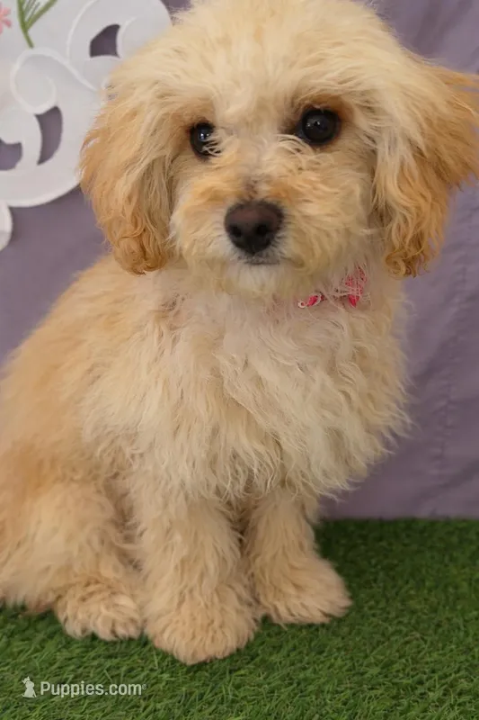 Bella 02 – Maltese, Poodle - Toy  puppy for sale in Moreno Valley, CA