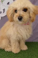 Bella 02, a female Maltese and Poodle - Toy  for sale in Moreno Valley, CA – Photo 1 of 3