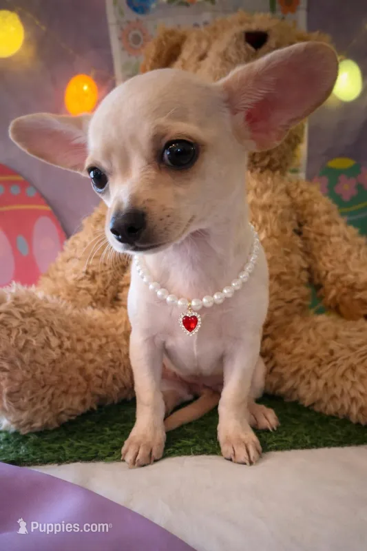 Olivia  – Chihuahua, Miniature Dachshund puppy for sale in Moreno Valley, CA