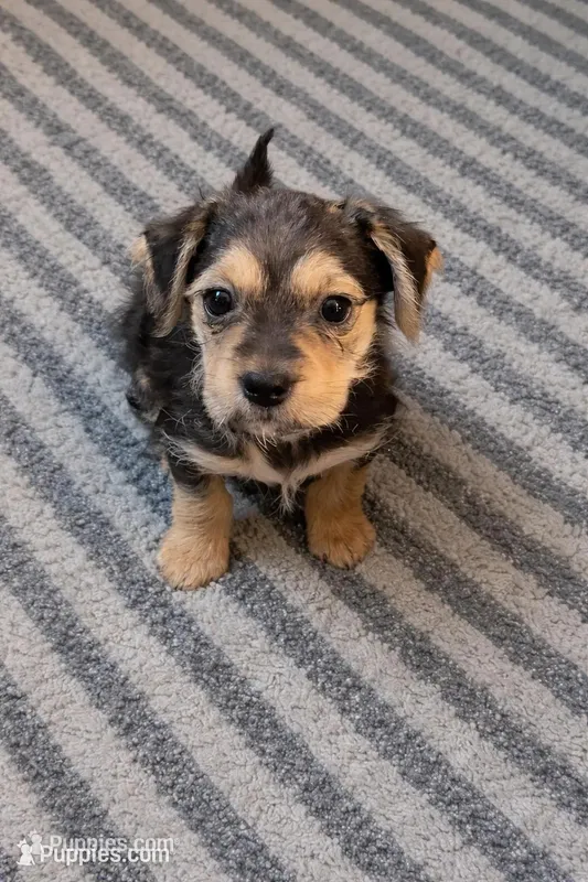 Bella 3 – Yorkshire Terrier puppy for sale in Moreno Valley, CA