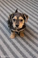 Bella 3, a female Yorkshire Terrier for sale in Moreno Valley, CA – Photo 1 of 3