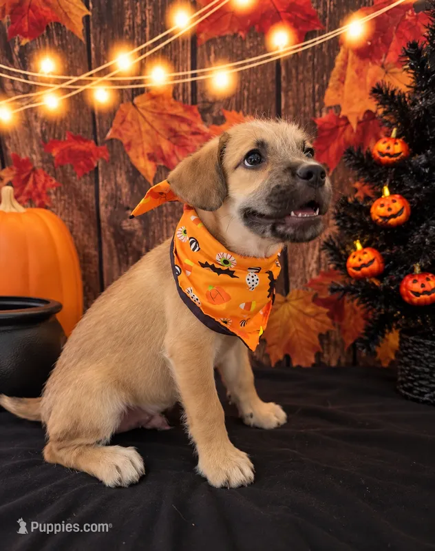 Frenchypoo boy 2  – French Bulldog, Poodle - Miniature  puppy for sale in Moreno Valley, CA