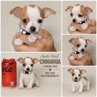 Extra Tiny White & Tan  Chihuahua Boy , a male Chihuahua for sale in Moreno Valley, CA – 1 of 2