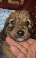 Basset doodles girl 03 , a female Maltipoo and Basset Hound for sale in Moreno Valley, CA – 4 of 7