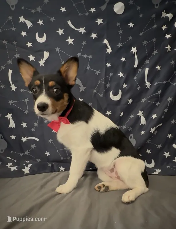  Corgi × Australian Shepherd girl puppy – Australian Shepherd, Pembroke Welsh Corgi puppy for sale in Moreno Valley, CA