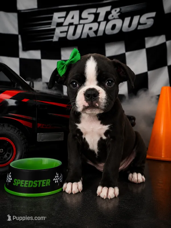 💎 Premium Female Bugg (Boston Terrier × Pug) – This One Won’t Last! – Boston Terrier, Pug puppy for sale in Moreno Valley, CA