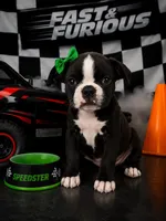 💎 Premium Female Bugg (Boston Terrier × Pug) – This One Won’t Last!, a female Boston Terrier and Pug for sale in Moreno Valley, CA – 1 of 1
