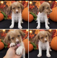 Twin schnoodle boy 01, a male Schnoodle for sale in Moreno Valley, CA – 1 of 1