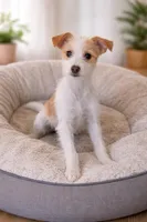 Oliver 01 , a male Jack Russell Terrier for sale in Moreno Valley, CA – Photo 1 of 2