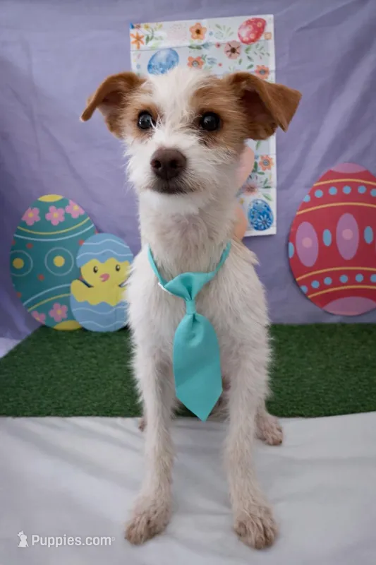 Oliver 01  – Jack Russell Terrier puppy for sale in Moreno Valley, CA