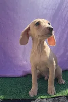 Dobby, a male Chihuahua and Miniature Dachshund for sale in Moreno Valley, CA – Photo 3 of 4