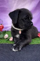 Rose 011, a female Pug and Poodle - Miniature  for sale in Moreno Valley, CA – Photo 3 of 4