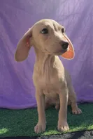 Dobby, a male Chihuahua and Miniature Dachshund for sale in Moreno Valley, CA – Photo 4 of 4