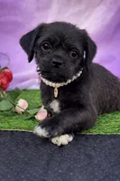 Rose 011, a female Pug and Poodle - Miniature  for sale in Moreno Valley, CA – Photo 1 of 4