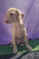 Dobby, a male Chihuahua and Miniature Dachshund for sale in Moreno Valley, CA – Photo 2 of 4