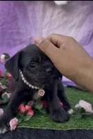 Rose 011, a female Pug and Poodle - Miniature  for sale in Moreno Valley, CA – Photo 2 of 4