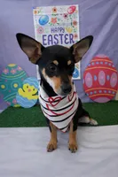 Chica , a female Chihuahua and Miniature Dachshund for sale in Moreno Valley, CA – Photo 2 of 4