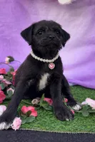 Rose 011, a female Pug and Poodle - Miniature  for sale in Moreno Valley, CA – Photo 4 of 4