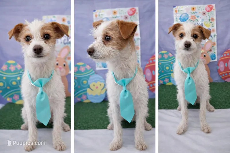 Oliver and company  – Chihuahua, Parson Russell Terrier puppy for sale in Moreno Valley, CA