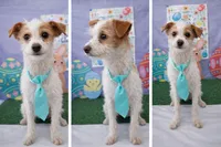 Oliver scruffy puppy  , a male Chihuahua and Parson Russell Terrier for sale in Moreno Valley, CA – Photo 1 of 2