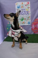 Chica , a female Chihuahua and Miniature Dachshund for sale in Moreno Valley, CA – Photo 3 of 5