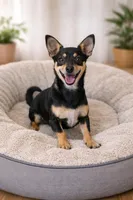 Chica , a female Jack Russell Terrier and Chihuahua for sale in Moreno Valley, CA – Photo 1 of 2