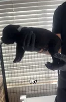 Cane corso boy 03, a male Cane Corso for sale in Moreno Valley, CA – Photo 2 of 3