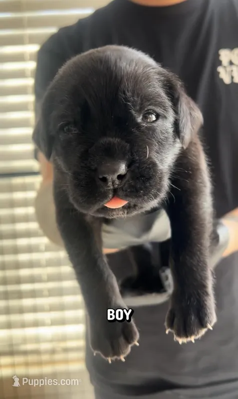 Cane corso boy 03 – Cane Corso puppy for sale in Moreno Valley, CA