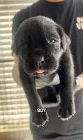 Cane corso boy 03, a male Cane Corso for sale in Moreno Valley, CA – Photo 1 of 3