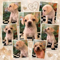 Cream Frenchy pug 01, a male French Bulldog and Pug for sale in Moreno Valley, CA – 1 of 2
