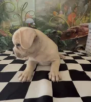 Frenchy pug  , a male French Bulldog and Pug for sale in Moreno Valley, CA – 4 of 8