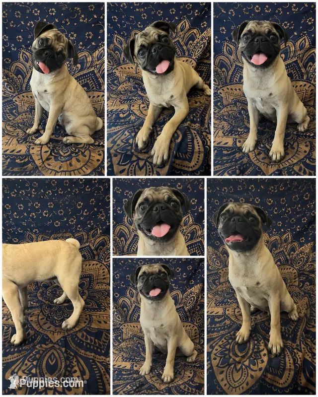 🐾 Squishy-Faced Sweetheart – Pug × Boston Terrier 🐾 – Bugg puppy for sale in Moreno Valley, CA