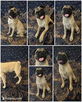 🐾 Squishy-Faced Sweetheart – Pug × Boston Terrier 🐾, a male Bugg for sale in Moreno Valley, CA – 1 of 1
