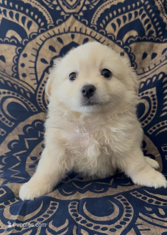 Pomchi boy  – Chihuahua, Pomeranian puppy for sale in Moreno Valley, CA