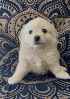 Pomchi boy , a male Chihuahua and Pomeranian for sale in Moreno Valley, CA – 1 of 5