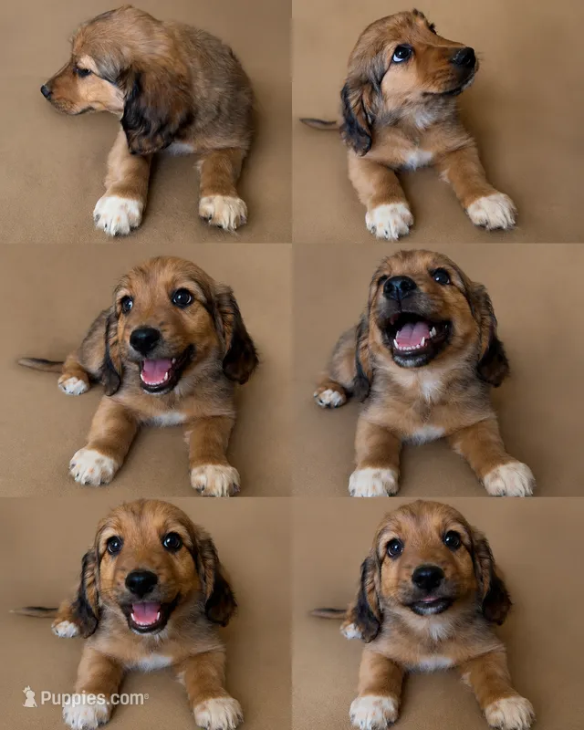 Basset doodles girl 03  – Maltipoo, Basset Hound puppy for sale in Moreno Valley, CA