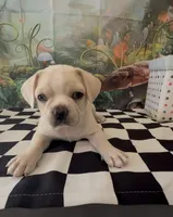 Frenchy pug  , a male French Bulldog and Pug for sale in Moreno Valley, CA – 6 of 8